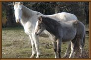 Cabalgar valle r&iacute;o Manso - Argentina