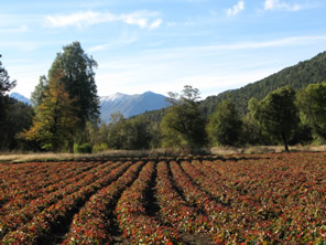 Huerta org&aacute;nica - Patagonia Argentina Valle r&iacute;o Manso